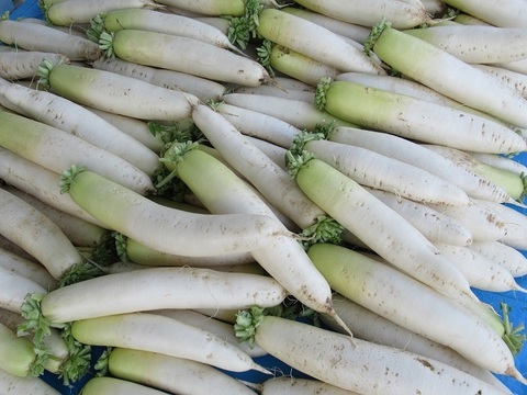 大根
